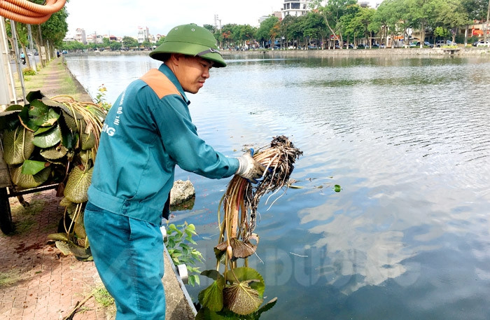 Lotuses, water lilies planted in Hai Duong city rivers, lakes